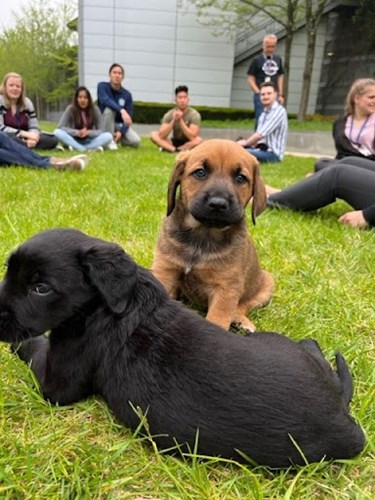 Two pups at our puppy de-stress event partnered with Wolf Trap Animal Rescue!