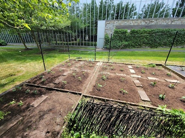 This is our community garden where we grow our own plants at HQ.